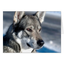 Husky in Snow Note Card