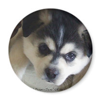 Husky magnets by BowNRanch Husky magnets