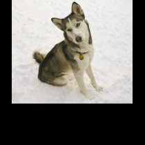 Husky Pose