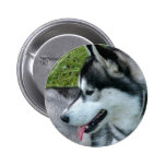 Husky Profile  Button
