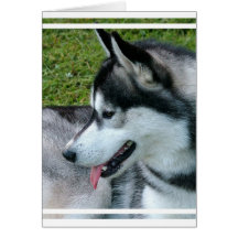 Husky Profile  Greeting Card