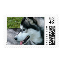 Husky Profile  Postage Stamp