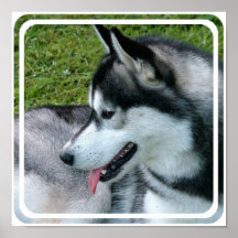 Husky Profile  Poster