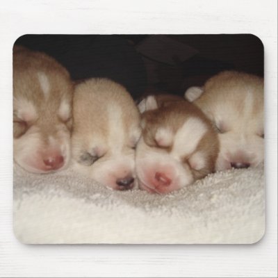 husky puppies pictures. Husky puppies mousepad by