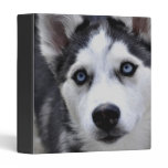 Husky Puppy Binder binders