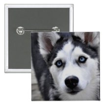 Husky Puppy Button