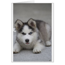 Husky Puppy Greeting Card