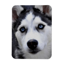 Husky Puppy Flexible Magnet