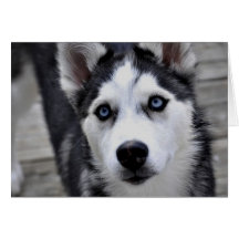 Husky Puppy Greeting Card