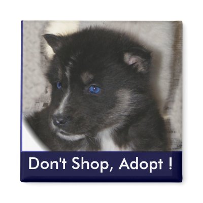 Husky puppy Magnet by Petcetera
