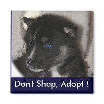Husky puppy Magnet by Petcetera Husky puppy Magnet