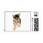 Husky Puppy Stamps