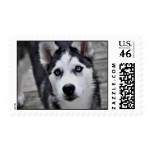 Husky Puppy Postage Stamp