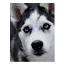 Husky Puppy Postcard
