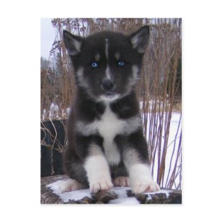 Husky Puppy Postcards postcard