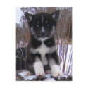 Husky Puppy Postcards by Petcetera Husky Puppy Postcards