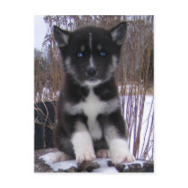 Husky Puppy Postcards by Petcetera Husky Puppy Postcards