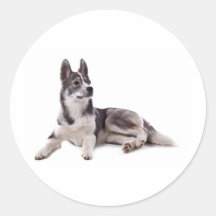 husky puppy round sticker