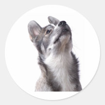 Husky puppy sticker