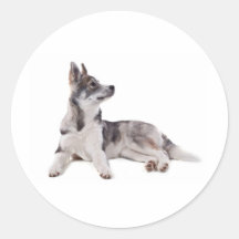 husky puppy sticker