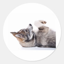 husky puppy sticker