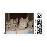 Husky pups waiting for adoption postage