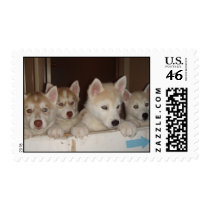 Husky pups waiting for adoption postage