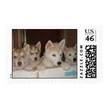 Husky pups waiting for adoption postage