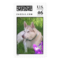 Husky stamp