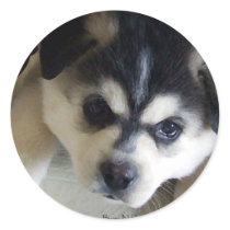 Husky stickers by BowNRanch Husky stickers