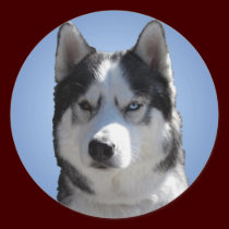 Husky Stickers Siberian Husky Malamute Stickers stickers
