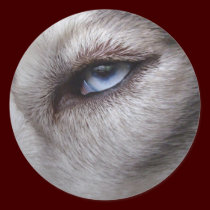 Husky Stickers Siberian Husky Malamute Stickers stickers