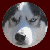Husky Stickers Siberian Husky Malamute Stickers stickers