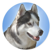 Husky Stickers Siberian Husky Malamute Stickers
