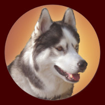 Husky Stickers Siberian Husky Malamute Stickers stickers