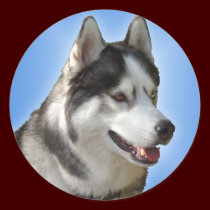 Husky Stickers Siberian Husky Malamute Stickers stickers