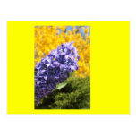 Hyacinth and Forsythia Postcards