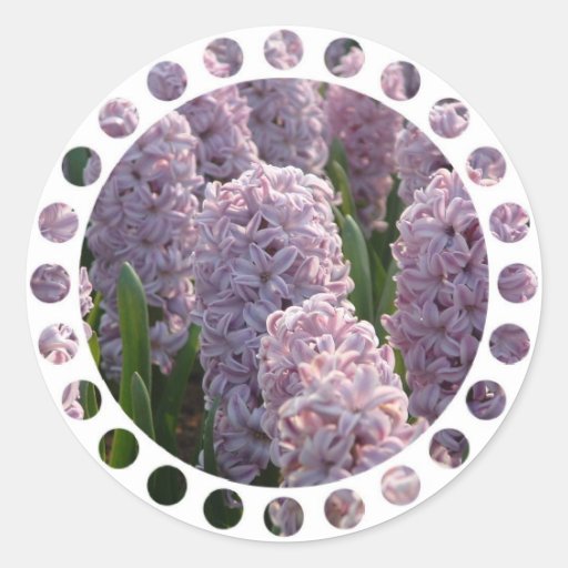 Hyacinth Bulbs Sticker