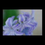 Hyacinth Canvas Print posters