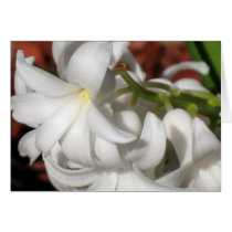 Hyacinth cards