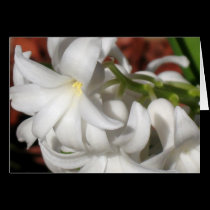 Hyacinth cards