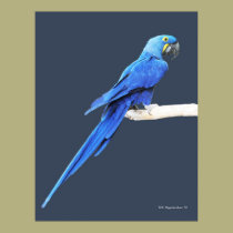 Hyacinth Eight posters