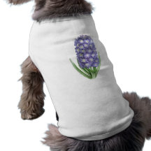 Hyacinth, Lord Palmerston Pet T-shirt
