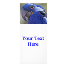 Hyacinth Macaw Full Color Rack Card