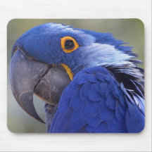 Hyacinth Macaw Mousepad