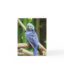 Hyacinth Macaw Notecard