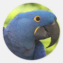 Hyacinth Macaw Round Stickers