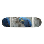 Hyacinth Macaw Skateboard