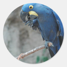 Hyacinth Macaw Stickers
