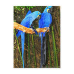 Hyacinth Macaws photo by JLH Post Card